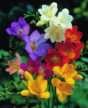 Freesia mix